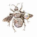 Birds & Bees