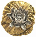Water Lily
