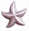 Starfish Silver